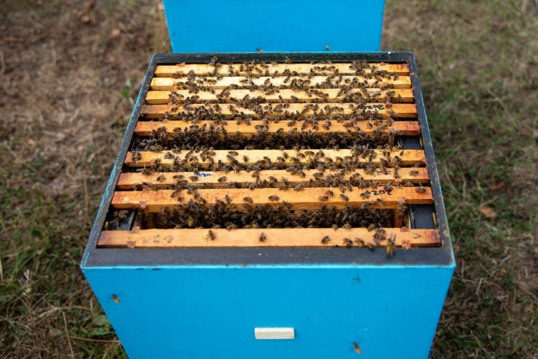 Box of Oxford Bee Lab’s Hives