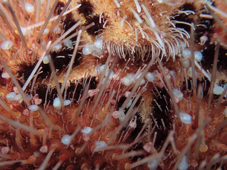 Brachiomya ducentiunus Crawling on Sea Urchin