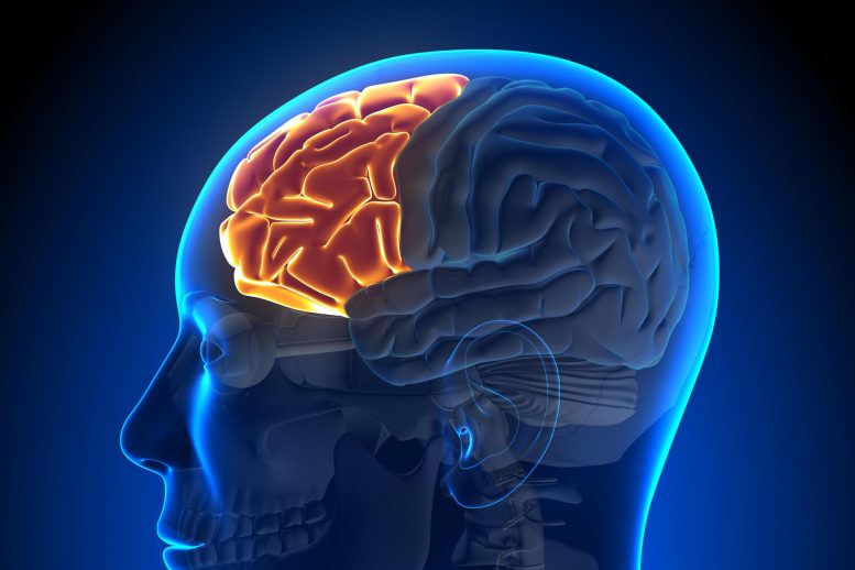 Brain Anatomy Frontal Lobe Illustration