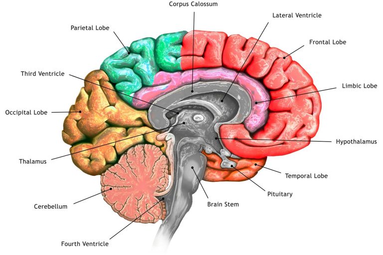 Scientists Investigate the Effect of the Color Red on Brain Waves