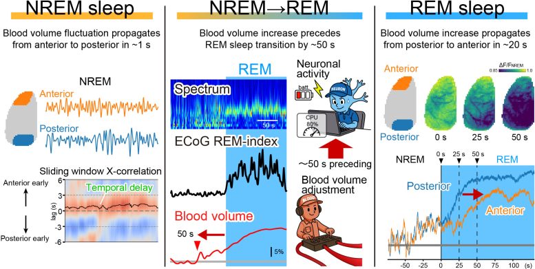 Brain Blood Volume Dynamics Reorganize During the Transition to REM Sleep