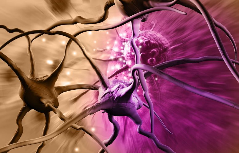 Brain Cancer Cells Neurons