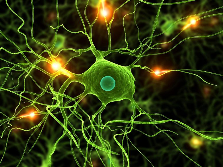 Brain Cells Neuron Illustration