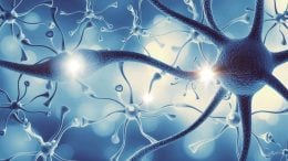 Brain Cells Neuron Synapse Illustration