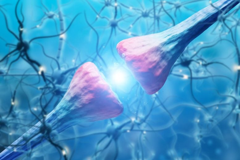 Brain Cells Neurons Synapse Communication