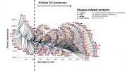 Brain Disease Related SV Proteome Abundance Curve