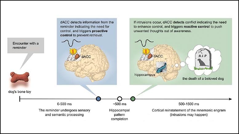 Brain Employs Alarm System to Suppress Intrusive Thoughts