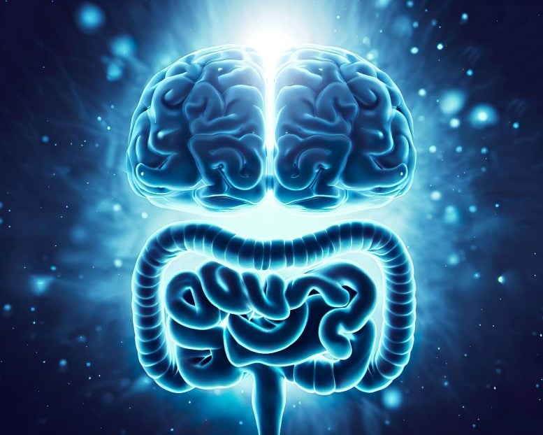 Brain Gut Connection Illustration