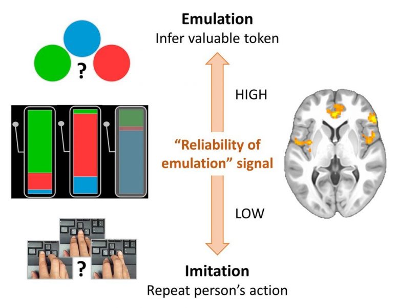 Brain Imitation Emulation