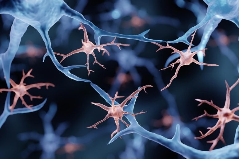 Brain Immune Cells Microglia