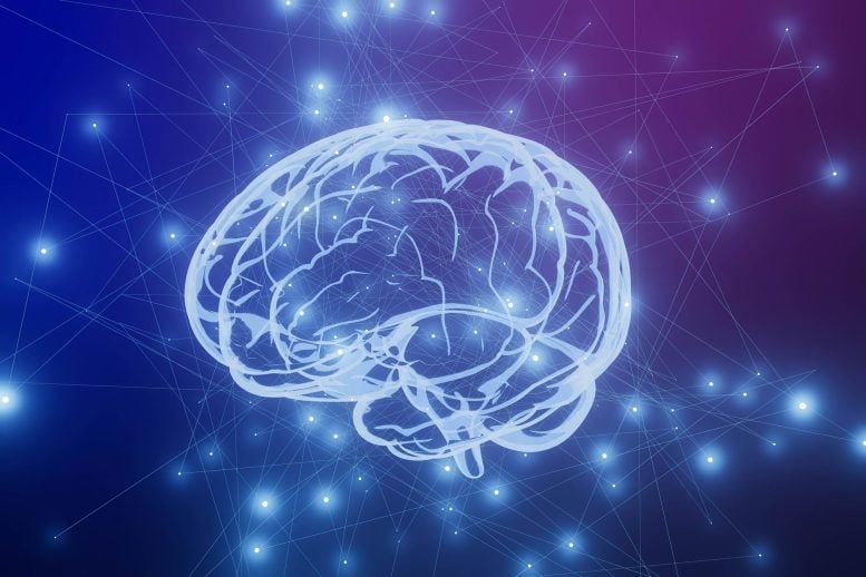 Brain Network Connectivity