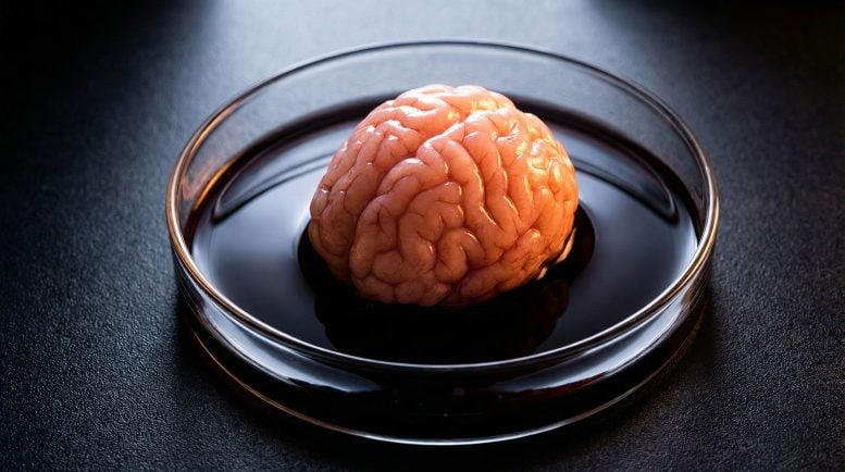 Brain Organoid Petri Dish