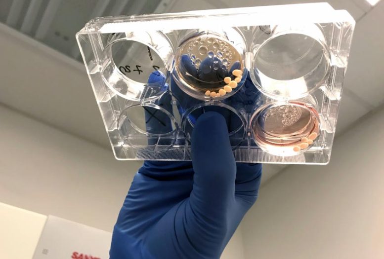 Brain Organoids in Laboratory Testing for Lead Exposure