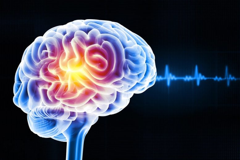 Scientists Quiet Epileptic Seizures by Clearing Aging Brain Cells