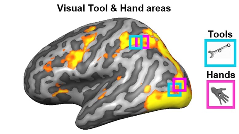 Brain Regions Vision How to Hold Tools