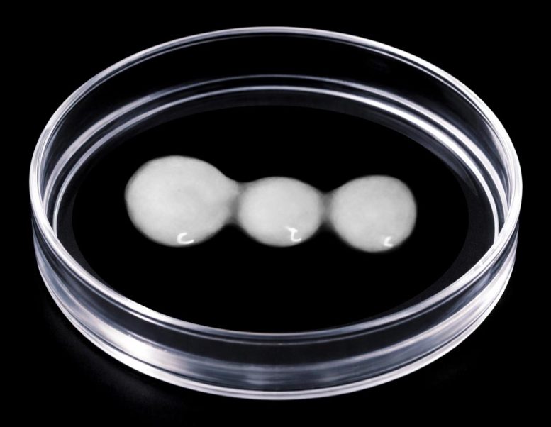 Brain-Spinal Cord-Muscle Organoid