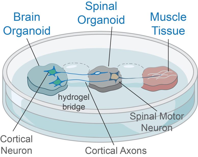 Brain-Spinal Cord-Muscle Organoid Illustration