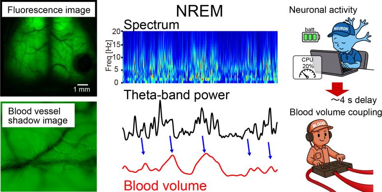 Brain Waves Predict Local Brain Blood Volume Fluctuations During NREM Sleep
