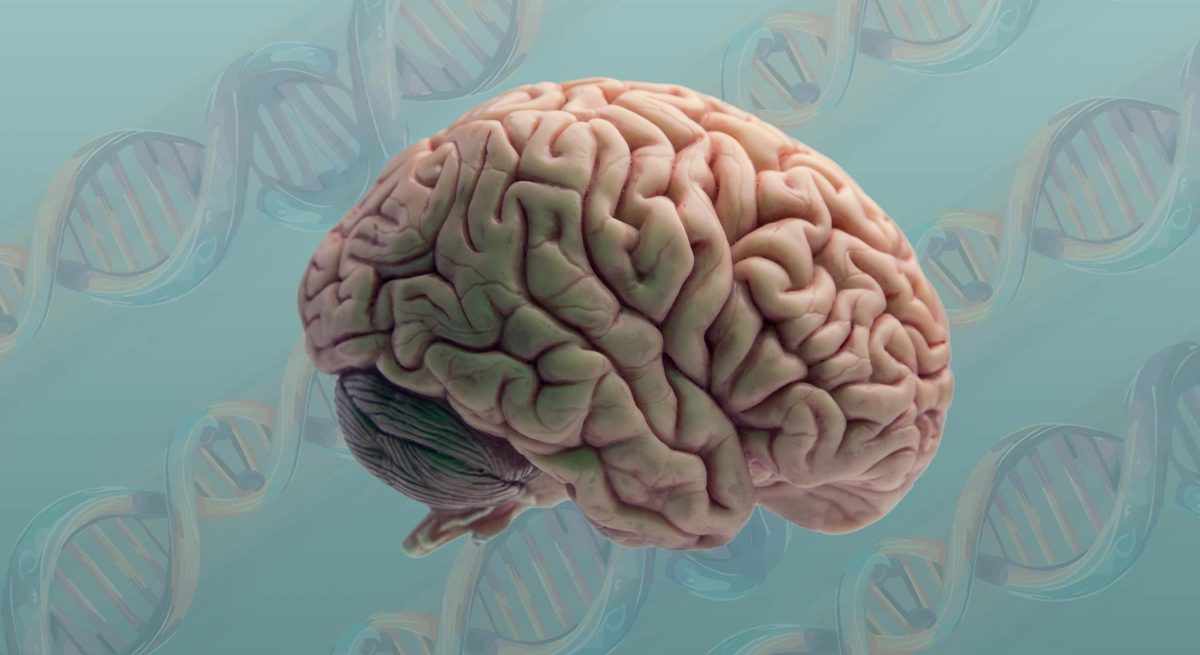 Unlocking the Secrets of the Human Brain: What Makes Us Unique?