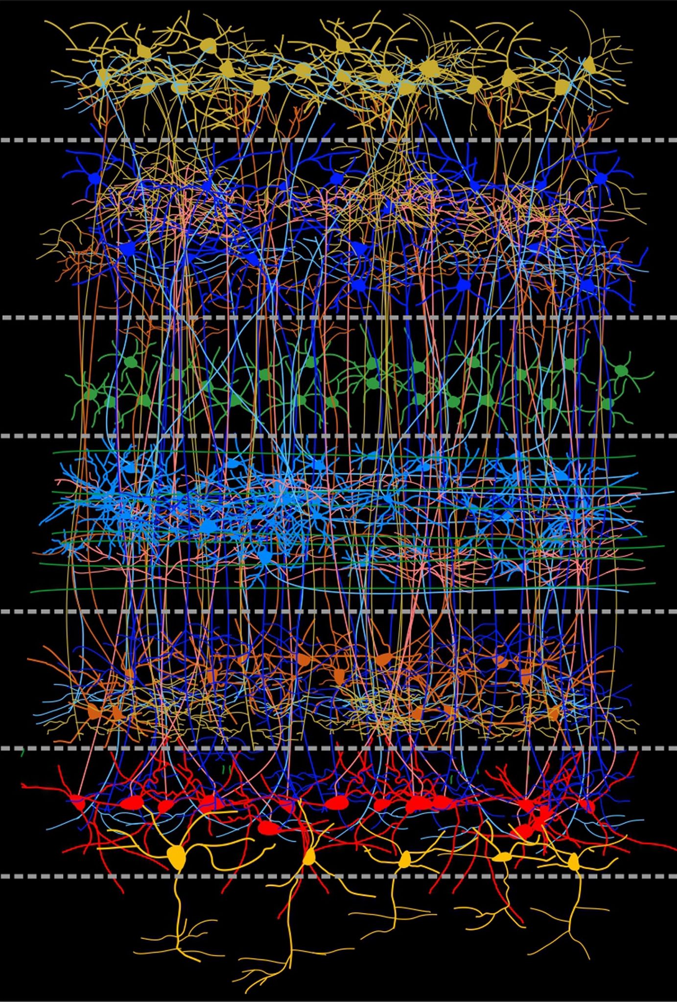 The Surprising Organization of Bird Brains: New Research Clears Up 150 ...