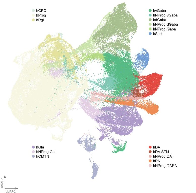 BrainSTEM Mid Brain Cell Type Map