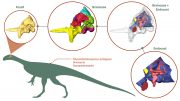 Braincase and Endocast of Thecodontosaurus antiquus