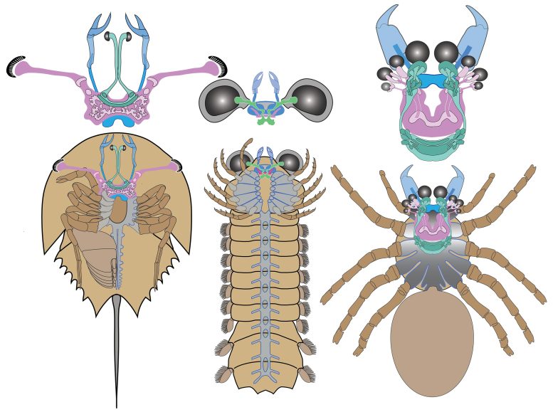 Brains of Horseshoe Crab, Mollisonia, and Modern Spider