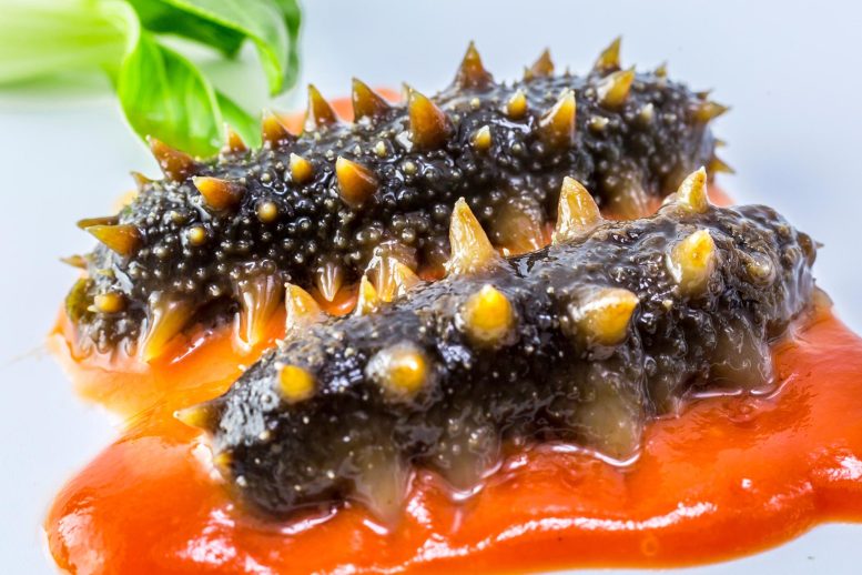 Braised Sea Cucumber Food