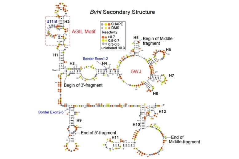 Braveheart RNA Structure