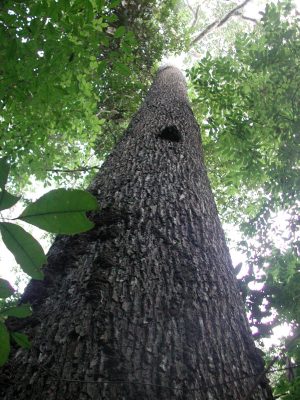 Brazil Nut Tree Brienen