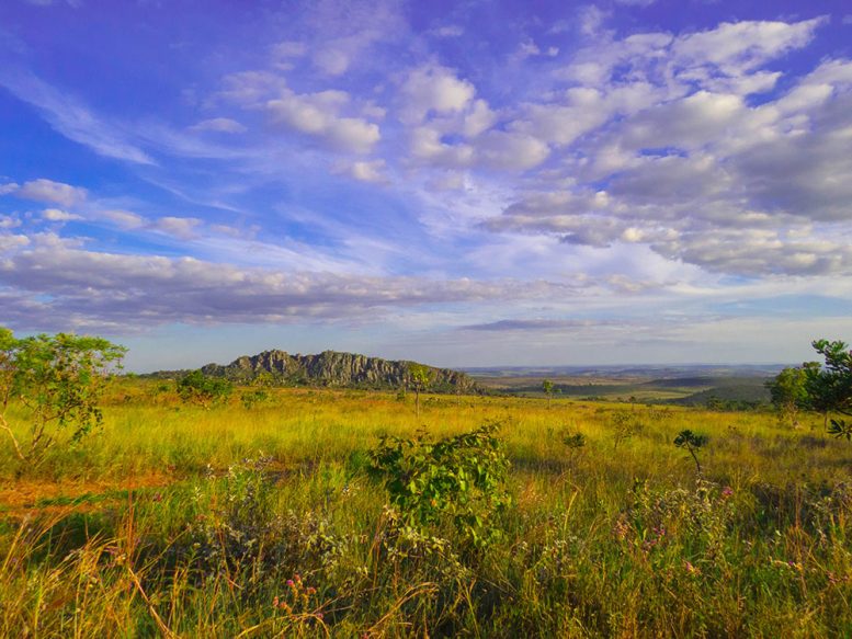 Brazilian Cerrado Savanna Landscape