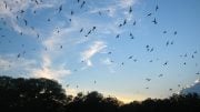 Brazilian Free-Tailed Bats
