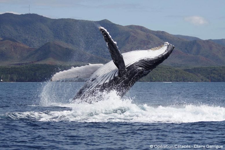 Breaching Humpback Whale off New Caledonia