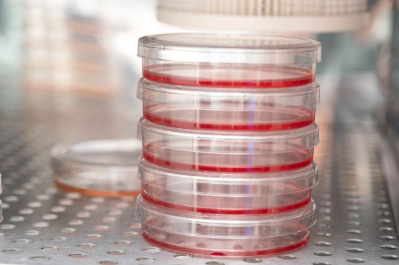 Breast Cancer Cell Culture Plates