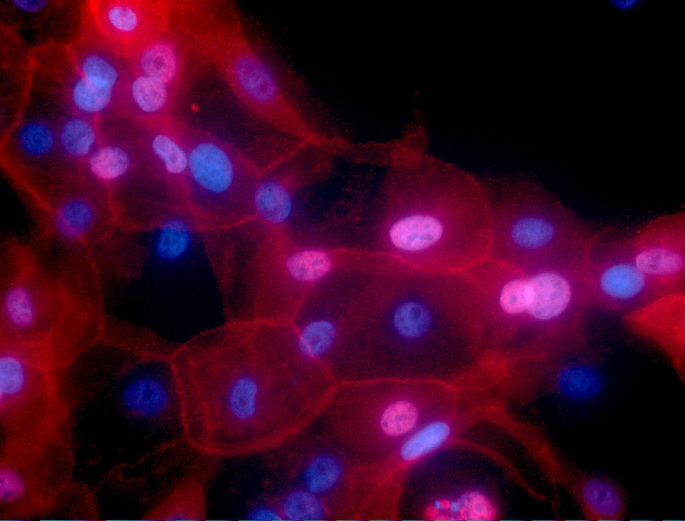 Científicos resuelven el misterio de la supervivencia celular