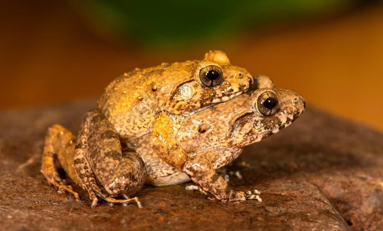 Breeding Pair of Minervarya charlesdarwini