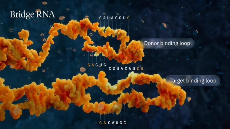 גשר לולאות כריכת RNA תורם ומטרות