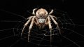 Bridge Spider (Larinioides sclopetarius)