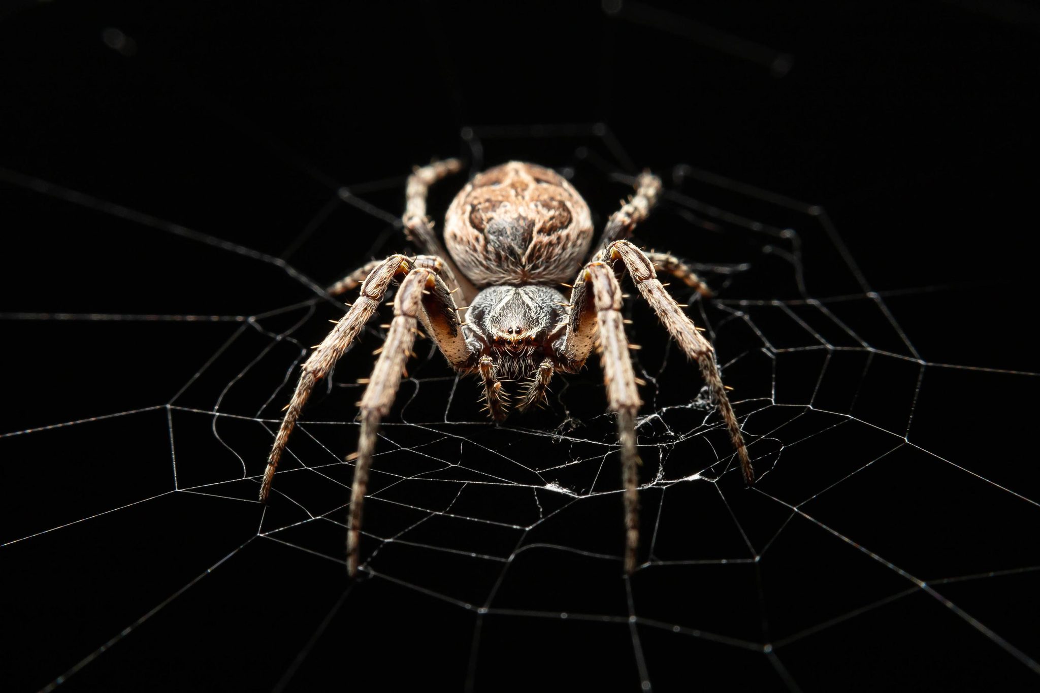 Listening Like a Spider: The Future of Sound Technology