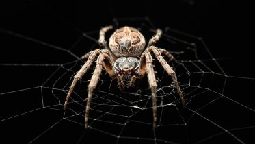 Listening Like a Spider: The Future of Sound Technology