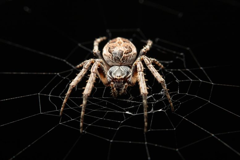 Bridge Spider (Larinioides sclopetarius)