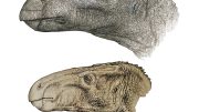 Brighstoneus and Mantellisaurs