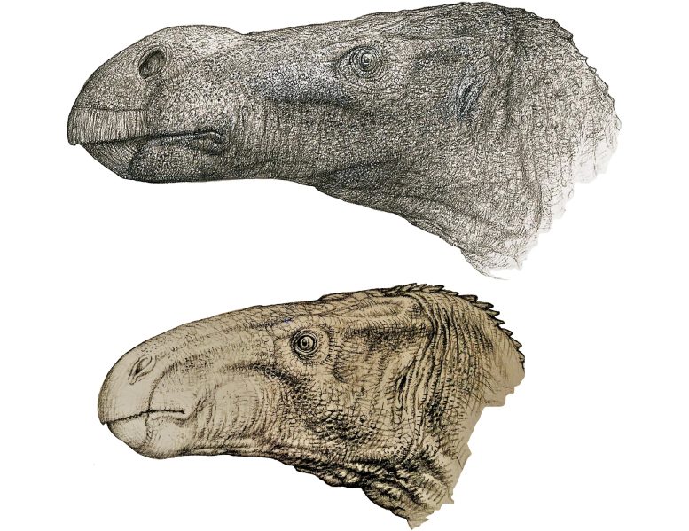 Brighstoneus and Mantellisaurs