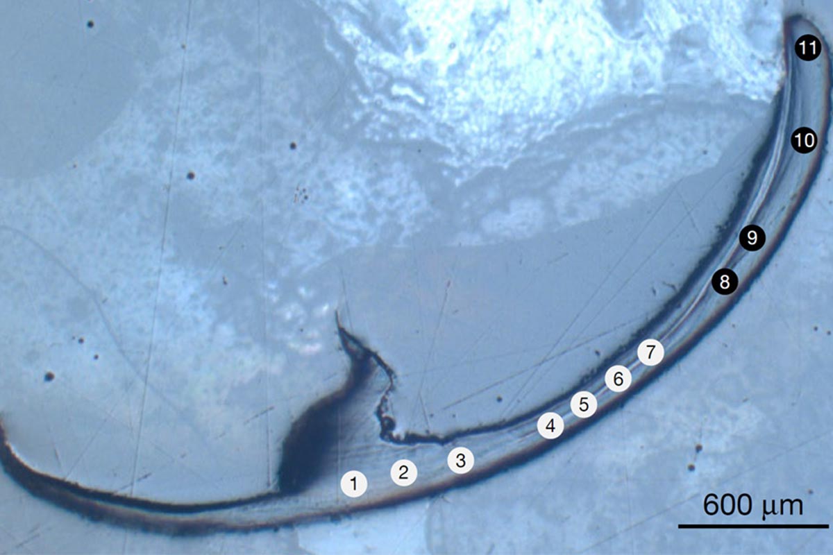 A Sea Worm’s Incredible “Bio-Metal” Jaws May Belong to an Entirely New Class of Material
