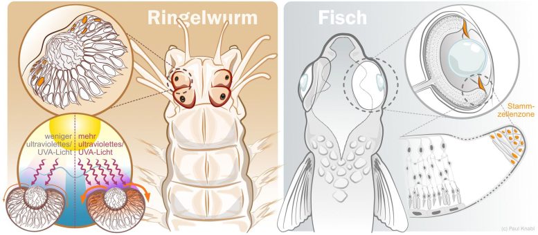Bristle Worm and Fish Eyes Compared