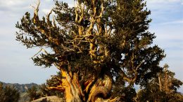 Bristlecone Pine in White Mountains
