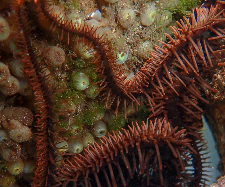 Brittle Star Shelters in Crevice