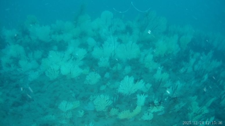 Broad Deep Sea Coral Field