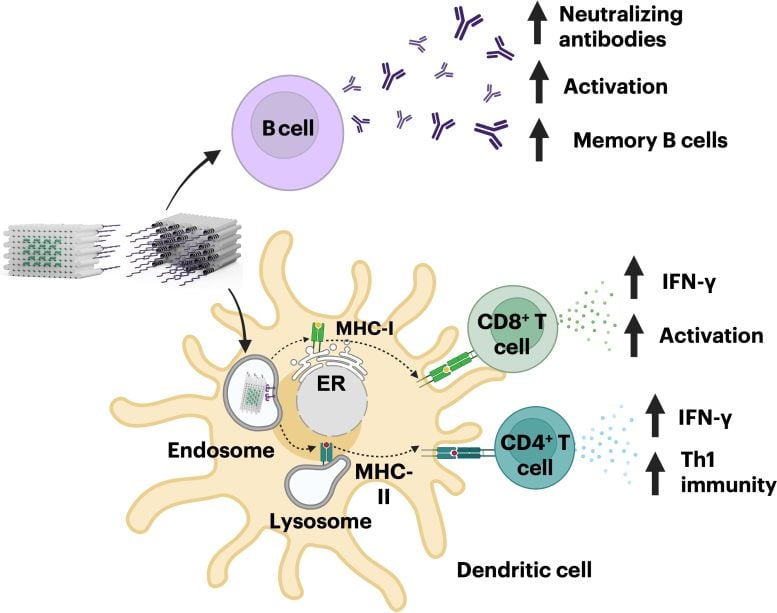 Broad and Potent Immune Activation With DoriVac Vaccines