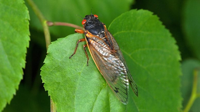 insects News - SciTechDaily